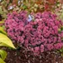Sedum telephium 'Seduction Rosé Solirée' – Kárpáti (hegyi) varjúháj