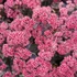 Sedum telephium 'Seduction Rosé Solirée' – Kárpáti (hegyi) varjúháj