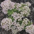 Sedum 'Thundercloud' – Varjúháj