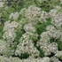 Sedum 'Thundercloud' – Varjúháj