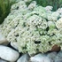 Sedum 'Thundercloud' – Varjúháj
