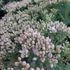 Sedum 'Thundercloud' – Varjúháj