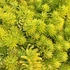 Sedum acre 'Aureum' - Sárga virágú varjúháj