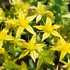 Sedum acre 'Aureum' - Sárga virágú varjúháj