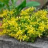 Sedum acre 'Aureum' - Sárga virágú varjúháj