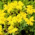 Sedum acre 'Aureum' - Sárga virágú varjúháj