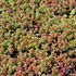 Sedum album 'Coral Carpet' - Fehér varjúháj