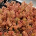 Sedum album 'Coral Carpet' - Fehér varjúháj