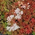 Sedum album 'Coral Carpet' - Fehér varjúháj
