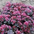 Sedum cauticola – Japán varjúháj