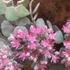 Sedum cauticola – Japán varjúháj