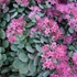 Sedum cauticola – Japán varjúháj