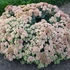 Sedum 'Coraljade' – Varjúháj