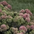 Sedum 'Coraljade' – Varjúháj