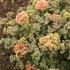 Sedum 'Coraljade' – Varjúháj