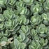 Sedum ewersii - Himalájai varjúháj