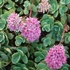 Sedum ewersii - Himalájai varjúháj