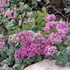 Sedum ewersii - Himalájai varjúháj