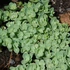 Sedum ewersii - Himalájai varjúháj
