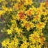 Sedum floriferum 'Weihenstephaner Gold' - Varjúháj