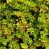Sedum floriferum 'Weihenstephaner Gold' - Varjúháj