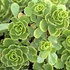 Sedum hybridum 'Immergrünchen' - Örökzöld varjúháj