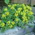 Sedum hybridum 'Immergrünchen' - Örökzöld varjúháj