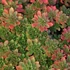 Sedum hybridum 'Immergrünchen' - Örökzöld varjúháj