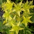 Sedum hybridum 'Immergrünchen' - Örökzöld varjúháj