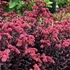 Sedum telephium 'Touchdown Teak' – Varjúháj