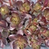 Sedum telephium 'Touchdown Teak' – Varjúháj