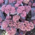 Sedum telephium 'Touchdown Teak' – Varjúháj