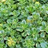 Sedum kamtschaticum 'Variegatum' – Tarka kamtcsatkai varjúháj