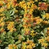 Sedum kamtschaticum 'Variegatum' – Tarka kamtcsatkai varjúháj