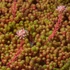 Sedum lydium – Kis-ázsiai varjúháj