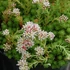 Sedum lydium – Kis-ázsiai varjúháj