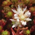 Sedum lydium – Kis-ázsiai varjúháj