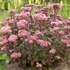 Sedum 'Matrona' - Varjúháj