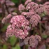 Sedum 'Matrona' - Varjúháj