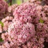 Sedum 'Matrona' - Varjúháj