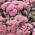 Sedum 'Matrona' - Varjúháj