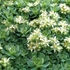 Sedum pachyclados – Varjúháj