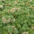Sedum pachyclados – Varjúháj