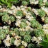 Sedum pachyclados – Varjúháj