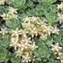 Sedum pachyclados – Varjúháj