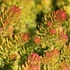 Sedum reflexum 'Angelina' - Kövi varjúháj