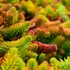 Sedum reflexum 'Angelina' - Kövi varjúháj