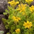 Sedum reflexum 'Angelina' - Kövi varjúháj