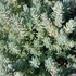 Sedum reflexum 'Blue Cushion' – Kövi varjúháj