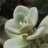 Sedum cyaneum 'Sachalin' - Rózsáskék varjúháj